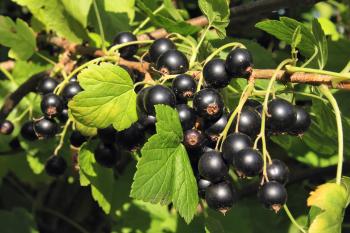 Crandall Black Currant - Ison's Nursery & Vineyard