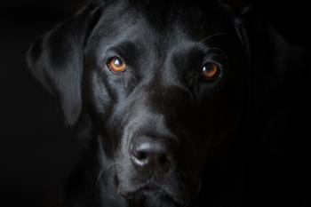 Home - BLACK DOG
