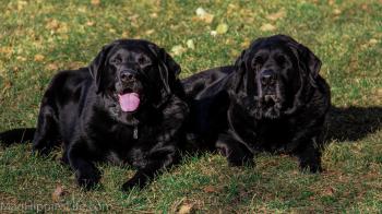 Black dogs don't get adopted and the reasons why are sad