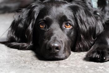 black dog «