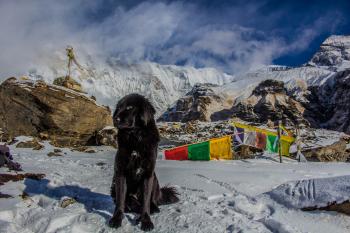 Black Dog on Snowy Mountain