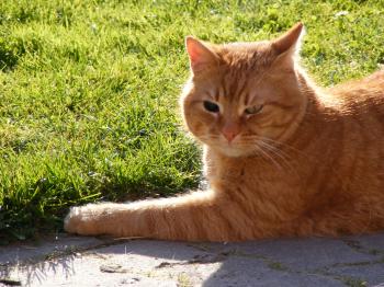 Black-eyed cat - cc0.photo