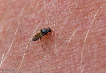 4 little-known facts about black flies that may make you hate them a ...