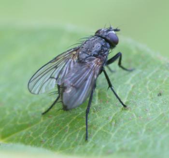 Identification Key :: Black Fly | M.I.I.A.