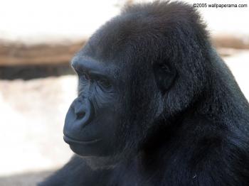 Black Gorilla Wallpaper Free HD Backgrounds Images Pictures