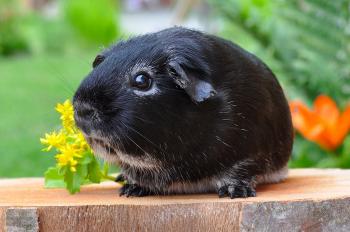Black Guinea Pig