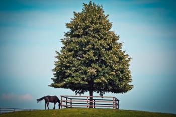 Black Horse Beside Green Leave Tree