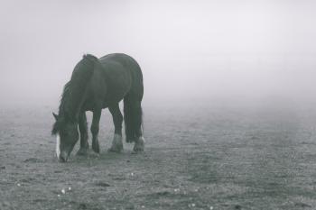 Black Horse on Grey Soil With Fogs