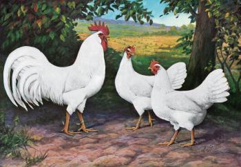 White Leghorn Chickens - Baby Chicks for Sale | Cackle Hatchery