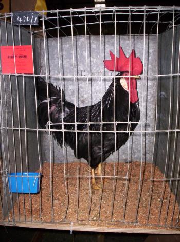 Black Leghorn Cock