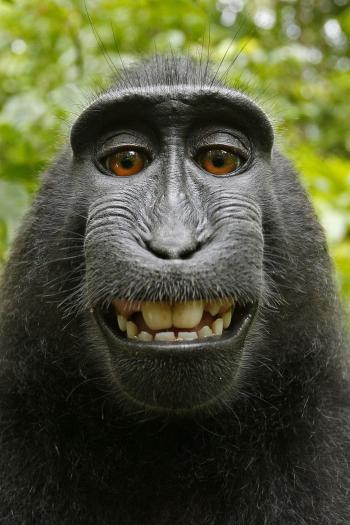 Macaque - Simple English Wikipedia, the free encyclopedia
