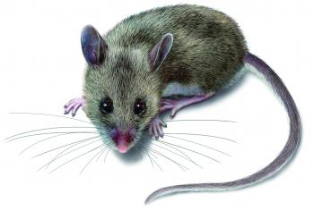 Deer Mice - Deer Mouse Control