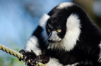 Black n White Ruffed Lemur