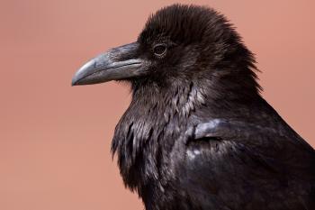 Black Raven