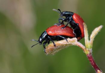 Black Red Beetle on Top of Another Red Black Beetle