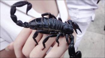 D-Nox - Black Scorpion (Original Mix) - YouTube