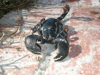 Captive Care of Emperor Scorpion Pandinus imperator