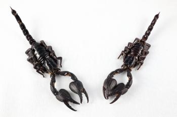 Black Scorpion Pair