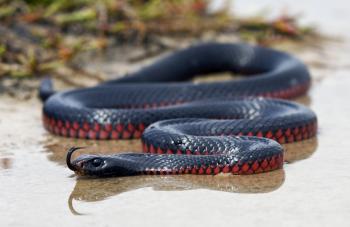 Red-bellied Black Snake