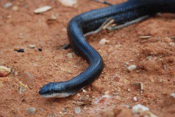 Black Racer Snake Removal & Control