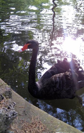 Black Swan in Park, Madrid, Spain