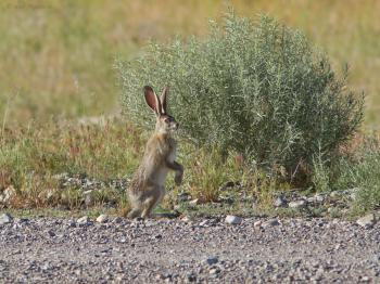June Prey - Black-tailed Jackrabbit - Wild Lens