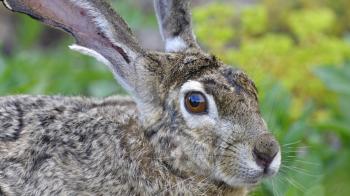 Black-Tailed Jackrabbit