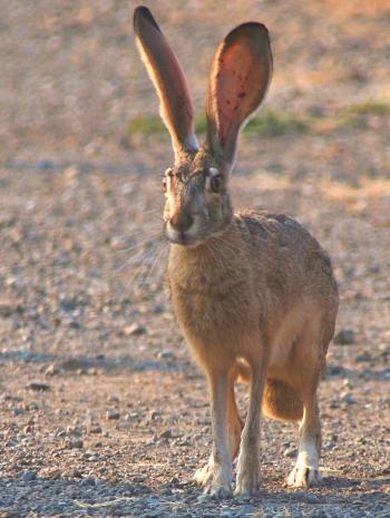 Black-tailed Jackrabbit (Lepus californicus) · iNaturalist.org