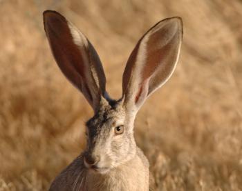 File:Black tailed jackrabbit lepus californicus.jpg - Wikimedia Commons
