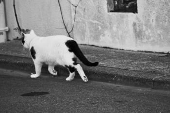 Urban Cat Free Stock Photo - Public Domain Pictures