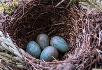Blackbird Eggs