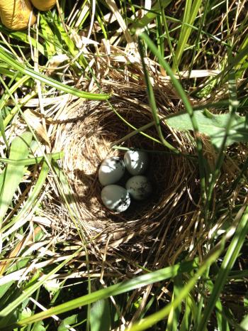 Nest Dragging | Environment for the Americas