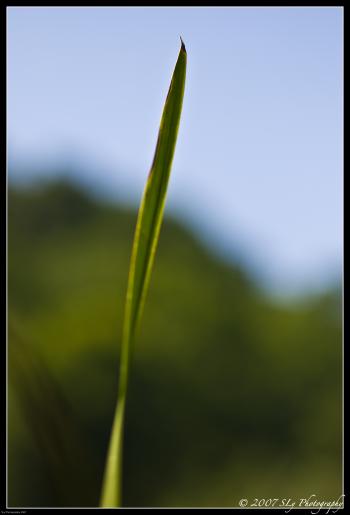 No Newton of the Grass Blade: On the impossibility of scientific ...