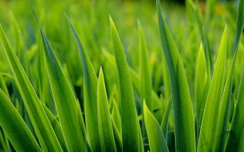 Blade Of Grass #7035558