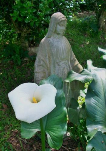 Blessed Virgin with Calla Lily