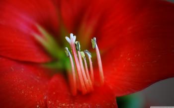 Blood Red Flower ❤ 4K HD Desktop Wallpaper for 4K Ultra HD TV ...