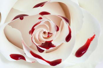 Blood Rose Macro