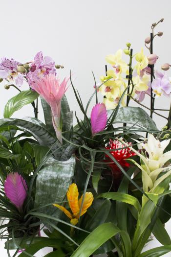 littleBIGBELL Tropical blooming plants Archives -
