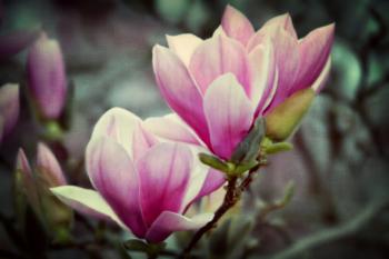 Magnolia Tree is Blooming | Eden Hills