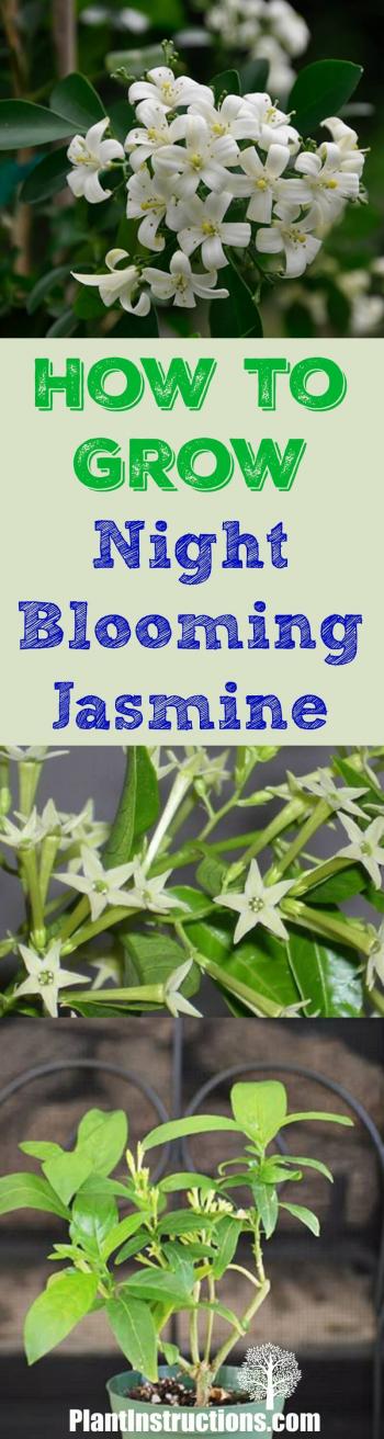How to Grow Night Blooming Jasmine - Plant Instructions