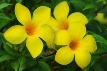 Currently Blooming – Bellingrath Gardens & Home