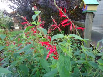 Its November and Flowers are still Blooming! - That Bloomin' Garden