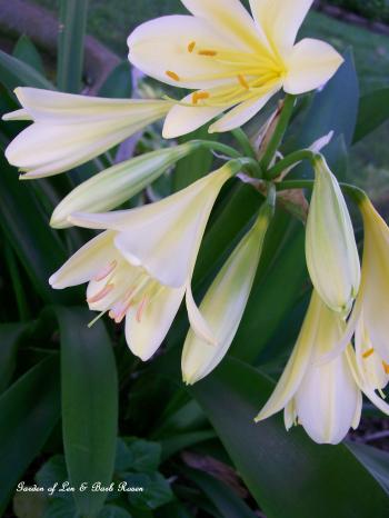 Very excited to see my "Belgian Hybrid Yellow" clivia bloom for the ...