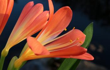 Blooming Clivia