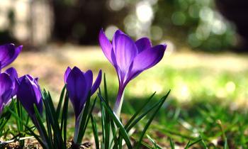 Close-Up Of Blooming Crocus - WallDevil