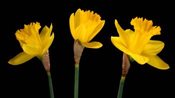 Time Lapse Yellow Daffodil Flowers Blooming - YouTube