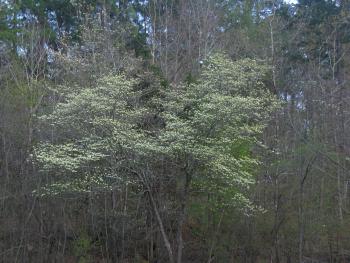 Blooming dogwood