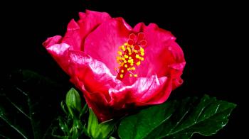 Stunning timelapse featuring blooming flowers - YouTube