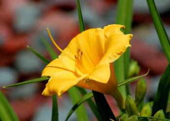 Perennial Flowers That Bloom All Summer