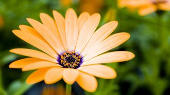 Blooming, flowers, images (#143371)